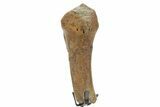 Fossil Hadrosaur Vertebra Section w/ Metal Stand - South Dakota #378577-2